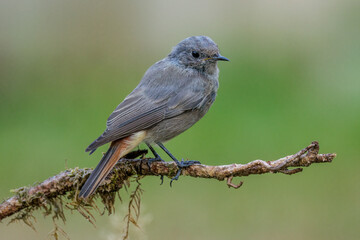 Hausrotschwanz (Phoenicurus ochruros) Weibchen