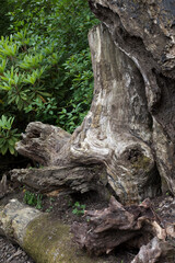 Knarled old tree trunk