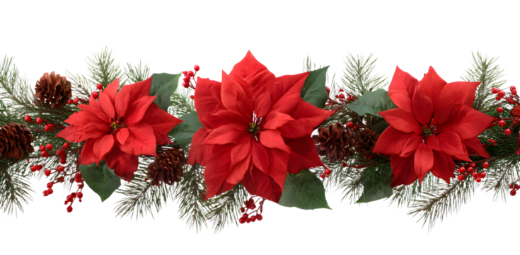 Red poinsettia flowers and pine twigs in a Christmas waved arrangement isolated on white or transparent background. Holiday garland. - Powered by Adobe