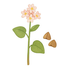 PNG Delicate floral illustration with seeds.