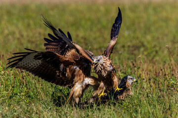 Rotmilane (Milvus milvus) streiten sich