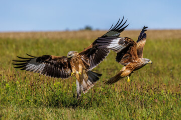 Rotmilane (Milvus milvus) streiten sich