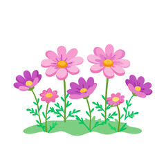 beautiful cosmos flower field