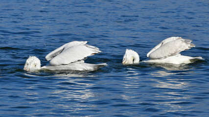 two pelicans looking for fish on lake Kerkini,Greece