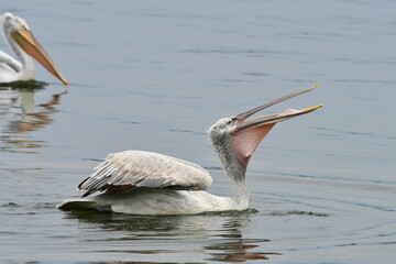 dalmatian pelican swalloving its fish,lake Kerkini,Greece