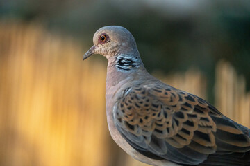 European turtle dove (Streptopelia turtur) photographed in Spain