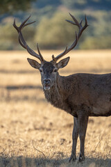 Red deer (Cervus elaphus) photographed in Spain
