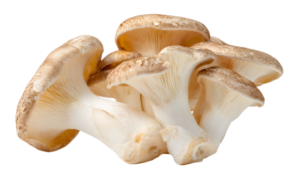 Heap of white champignon mushrooms isolated