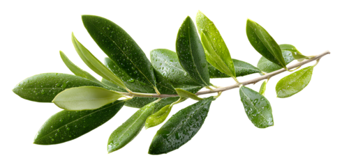 olive tree, twig with fresh green leaves isolated on white background, clipping path