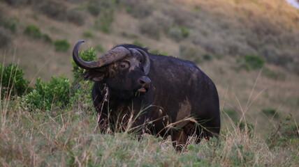 Obraz premium Close-up portrait of a majestic African buffalo in its natural habitat, highlighting its strength and presence. Perfect for wildlife and nature photography.