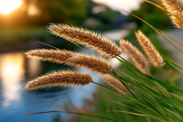 Golden Grass Tips Glimmering in Sunlight Near Calm Water Surface at Dusk