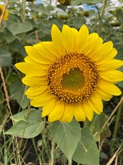 Bright yellow sunflower in full bloom