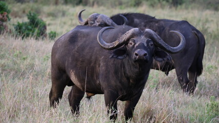 Obraz premium Close-up portrait of a majestic African buffalo in its natural habitat, highlighting its strength and presence. Perfect for wildlife and nature photography.