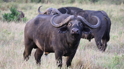 Obraz premium Close-up portrait of a majestic African buffalo in its natural habitat, highlighting its strength and presence. Perfect for wildlife and nature photography.