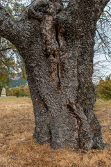wrinkled tree trunk with several holes in an autumn forest