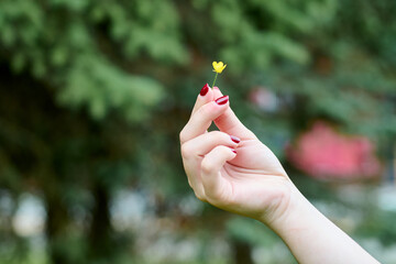Hand holding small yellow flower against blurred green background