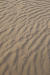 sand dune texture in desert
