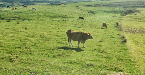 A beautiful shot of a spotted cow grazing on a green valley