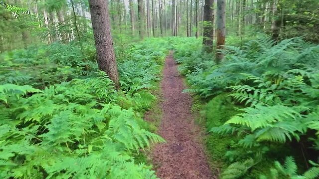 Walking in a spruce forest between the underplanting of Bracken, Pteridium aquilinum and Foxglove, Digitalis purpurea at Drents Spruce forestry Gasselterveld-Gieten-Borger during sunrise 