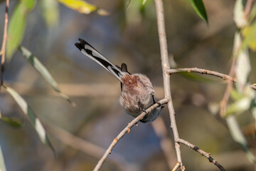 A Fluffy View: Long-Tailed Tit from Above
