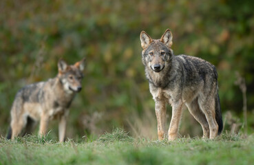 Fototapeta premium Grey wolf ( Canis lupus ) close up