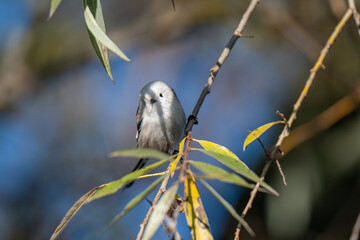 A Shy Moment: Long-Tailed Tit Looks Down