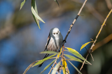 A Shy Moment: Long-Tailed Tit Looks Down