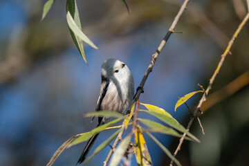 A Shy Moment: Long-Tailed Tit Looks Down