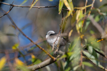 A Shy Moment: Long-Tailed Tit Looks Down