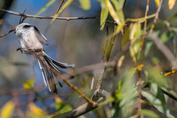 A Shy Moment: Long-Tailed Tit Looks Down