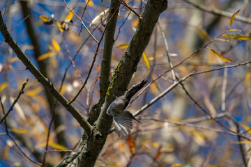 A Shy Moment: Long-Tailed Tit Looks Down