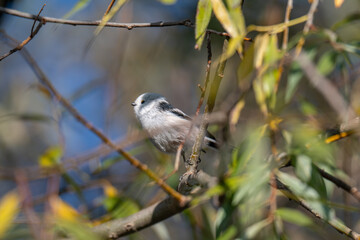 A Shy Moment: Long-Tailed Tit Looks Down