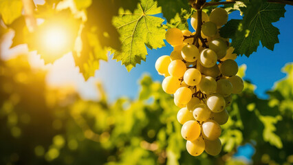 Ripe green grapes hanging on the vine with sunlight shining through the leaves