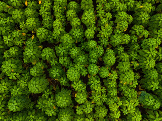 Lush green foliage fills the landscape, creating a vibrant tapestry of life in an abundant forest...