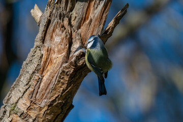 Little Blue Gem: A Blue Tit Looks Back