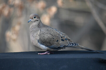 dove on the stone