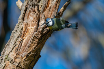 Little Blue Gem: A Blue Tit Looks Back