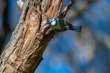 Little Blue Gem: A Blue Tit Looks Back
