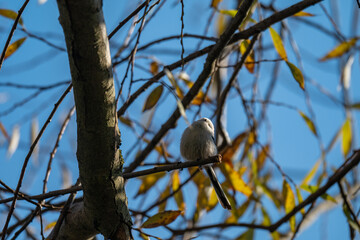 Small Long-Tailed Tit Bird Perched Amidst Autumn Leaves and Blue Sky