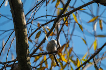 Small Long-Tailed Tit Bird Perched Amidst Autumn Leaves and Blue Sky
