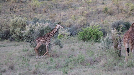 A giraffe standing tall in the African savanna, highlighting its long neck, graceful form, and peaceful presence in the wild.