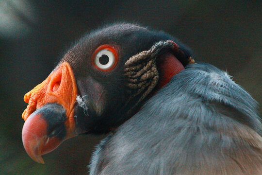 Close-up portrait of a King Vulture with colorful head details