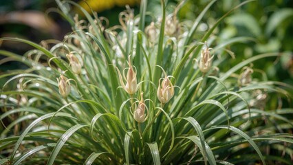A plant with long, arching leaves and pale, bulbous flower buds labeled as 2090.