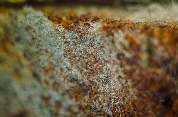 Macro photo of mold on bread close-up. Mold spores as background or texture. Spoiled stale bread