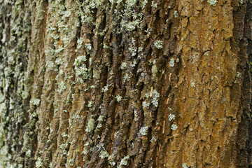 close up trunk of Norway maple with  lichen on the bark, rough grooved bark of Norway maple with climbing ivy and moss, tree pattern, Acer platanoides