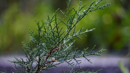 juniper in the garden