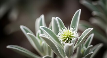 Obraz premium Closeup of a fuzzy succulent plant with a spiky center