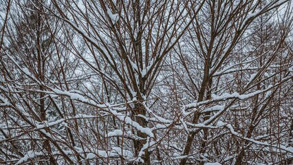 Fototapeta premium Winter tree branches with snow, showing bare branches and winter landscape. Nature and cold weather scene. The image captures seasonal changes and serenity.