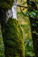 Close up of moss on a tree in the forest of Borjomi Central Park in autumn, in the spa town of Borjomi, Georgia
