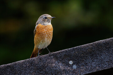 Gartenrotschwanz (Phoenicurus phoenicurus) Männchen
